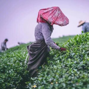récolte 2021 thé petit producteur traçabilité